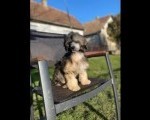 Kineski ćubasti pas muško štene